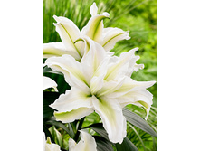 57,68���. ����� ROSELILY ������(�������� ���� �� 5 ��., ����������� ����� 1��.).jpg