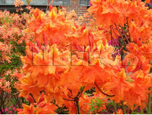 Azalea knap hill Glowing Embers ������ ���-���� ������� ������ -27�C 5 ltr 50-60 € 14,56 1 092,11�..jpg