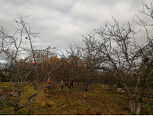 P 20161016 122459.jpg