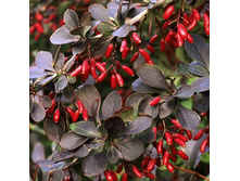 145���. �������� ��������� �������.jpg