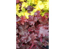 235,3���. ���������� �������� �����(�������� ���� �� 1 ��., ����������� ����� 1��.)���17.jpg