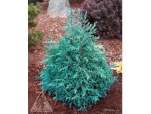 76,1���. ����������� Chamaecyparis pisifera Baby Blue_P9 12-15.jpg