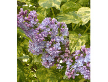 194���. ������ ������������ �����������.jpg