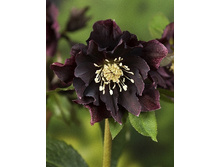 247,9���. �������� ���� ����� �����(�������� ���� �� 1 ��., ����������� ����� 1��.).jpg