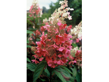 ��������� ��� ����� ����� �9-265.jpg