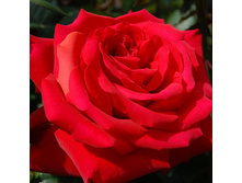 Rosa tea hybrid Grande Amore.jpg