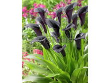 Calla Odessa����� ������ € 1,32 96,36 ₽.jpg