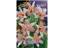 30���. ��������� �����(�������� ���� �� 3 ��., ����������� ����� 1��.).jpg