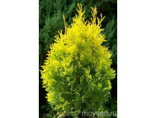 ��� Thuja occidentalis Salland-86,70