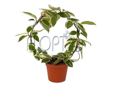 ���� ����� ������������� 15�30. 887,25 ���.jpg