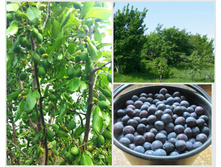 ������� ��������� ! (������ ����� � ������) . �������!