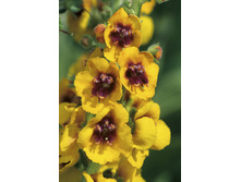 132,6���. ��������� �������� ����(�������� ���� �� 1 ��., ����������� ����� 1��.).jpg