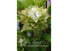 �������� ���-��-����-229.jpg