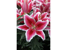 43,34���. ����� ���� ������(��� 5 ��. ���������� �� 2��.)���16.jpg