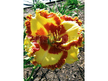 Hemerocallis Lady Betty Fretz �������� ���� ����� ����� € 2,27 165,71���..jpg
