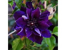 �������� ���-������-229.jpg