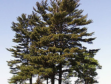 97,2���. ����� Pinus strobus_P9 15-20.jpg