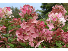 ��������� ����������� ���� �������� �9-207.jpg