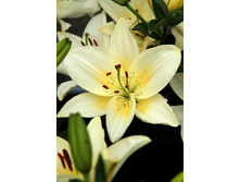 33,22���. ����� ������(��� 5 ��. ���������� �� 2��.).jpg