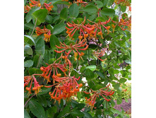 Lonicera brownii Dropmore Scarlet ��������� ������ ������� ������� 2 ltr € 4,95 371,08�..jpg