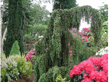 97,2���. ������������ Juniperus communis Horstmann.jpg