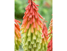 115,4���. �������� ������� ����(�������� ���� �� 1 ��., ����������� ����� 1��.).jpg