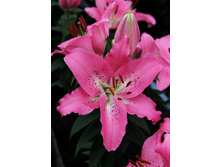 43,34���. ����� ��� ������(��� 5 ��. ���������� �� 2��.).jpg