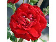 Rosa climbing Amadeus.jpg