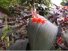 DSCF8105.JPG