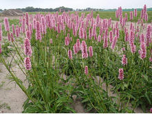Persicaria Hohe Tatra ����� ���� ����� € 1,19 86,87���..jpg