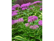 Sedum Frosted Fire ����� ������� ����� € 1,36 99,28���..jpg