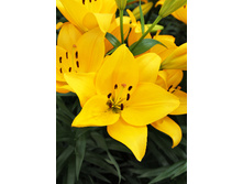 21,4���. ����� �����(��� 5 ��. ���������� �� 2��.)���17.jpg