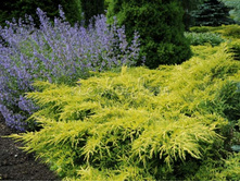 92���. ������������ Juniperus media Gold Star.jpg