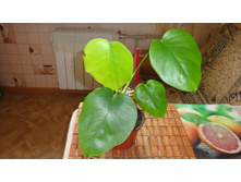 ��������(����������)