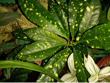 Codiaeum Aucubifolium  ���� 'Gold Sun'