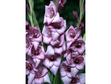 8,86���. ��������� ������(���������� ������ ������ ���������� �� 7 ��.)���17.jpg