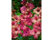 8,86���. ��������� ��������(���������� ������ ������ ���������� �� 7 ��.)���17.jpg