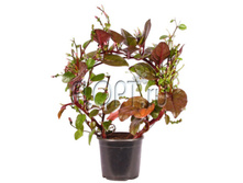 ������� ������� 10�40. 222,6 ���.jpg