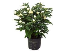 ������� � ������ ������� 10�27. 164,85 ���.jpg