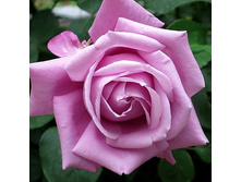 Rosa tea hybrid Mainzer Fastnacht.jpg