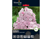 Phlox Don's Roze.jpg