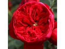 Rosa climbing Florentina.jpg