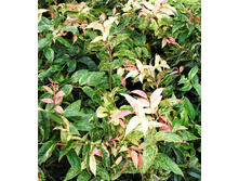 141���. �������� �������.jpg