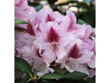 301���. ����������� ��������� ������������.jpg