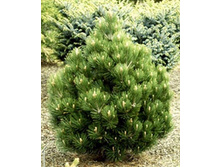 424,6���. ����� Pinus heldreichii Compact Gem (������ 1,5�)