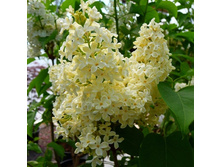 194���. ������ ������������ ��������.jpg