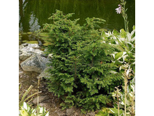 165,9���. ����� Tsuga canadensis Many Cones_P10.5.jpg