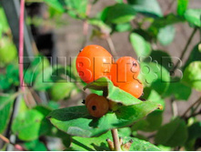 Lonicera caprifolium Inga ��������� ��������� ���� 2 ltr € 4,95 371,08�..jpg