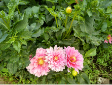 IMG 20160827 133208 HDR.jpg