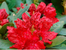Azalea japonica Torello ������ �������� ������� -22�C 1 ltr 8-12 € 4,14 310,49�..jpg